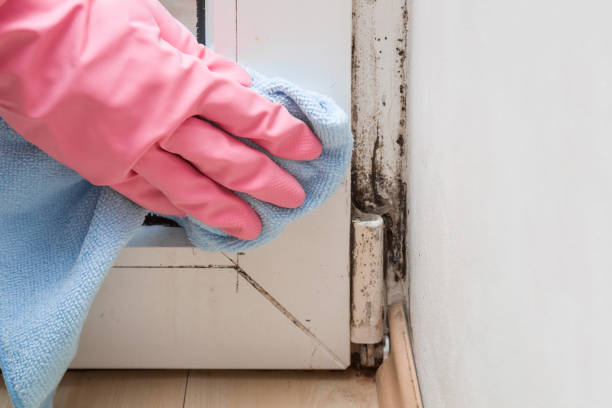 Best Mold Damage Repair  in Lexington, SC